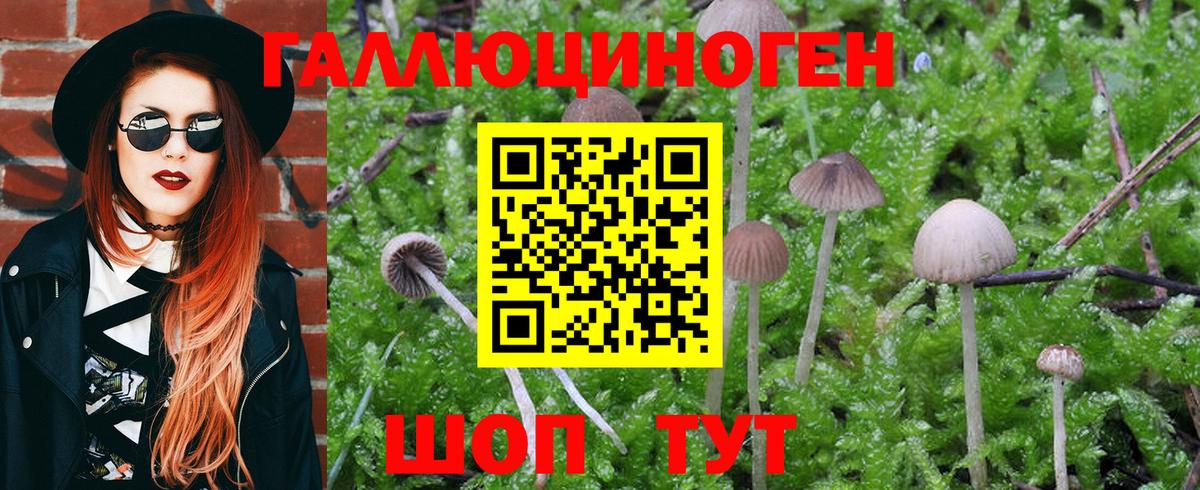 Псилоцибиновые грибы Psilocybine cubensis Междуреченск